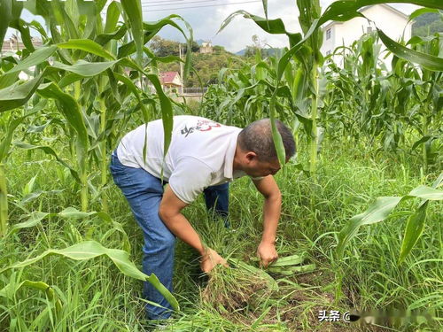 安徽歙縣 南甜8號 開啟甜蜜新生活