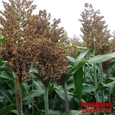 甜高粱有什么利用價值