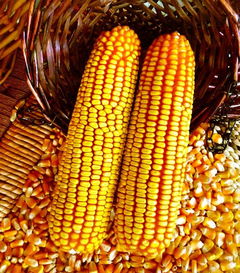 玉米價格那么低,做玉米就真的沒有出路了嗎